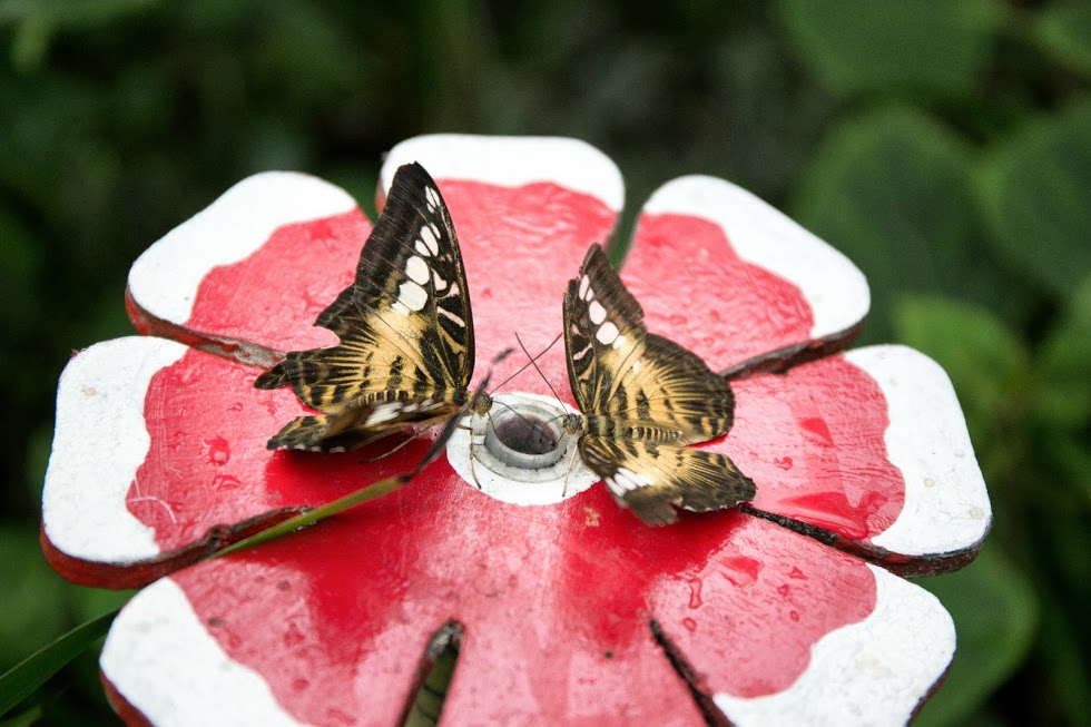farfalla a casa delle farfalle