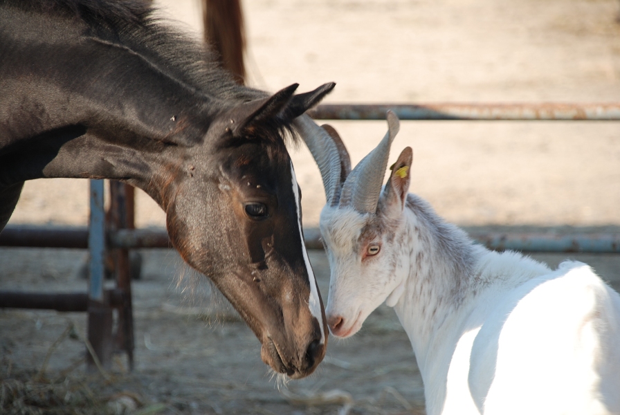 cavalli e pecore alla fattoria jannarella