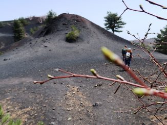ramo di betulla con vista sull'Etna