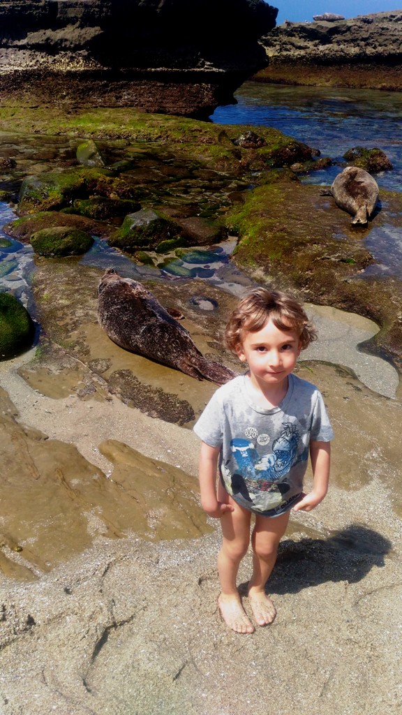 bambino che gioca vicino ad una foca in una spiaggia di San Diego