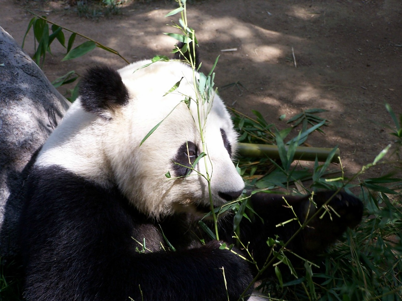 panda allo zoo di san diego