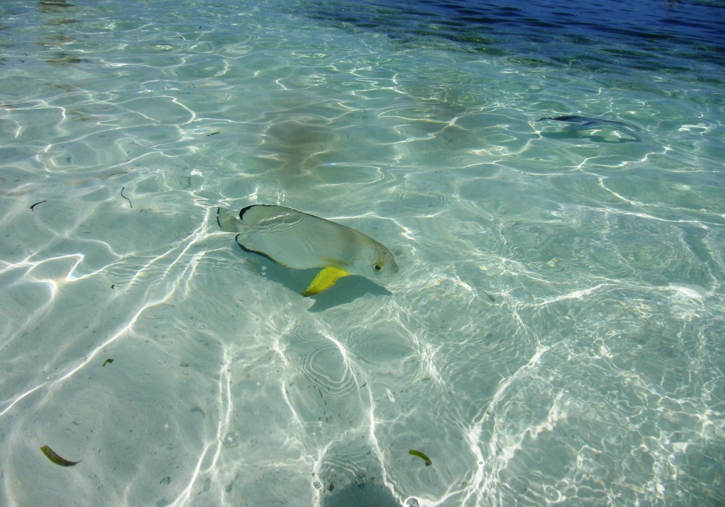 un pesce tropicale alle seychelles