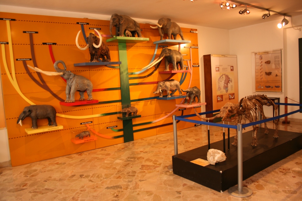 museo geologico gemmellaro-sala elefanti