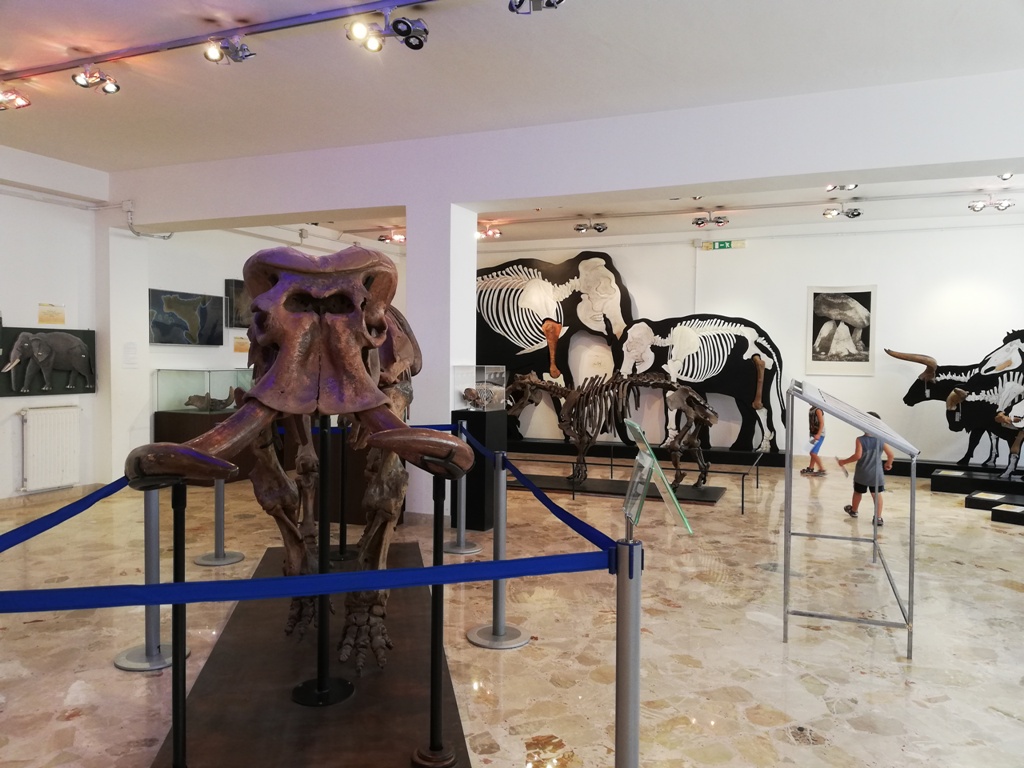 museo-geologico-gemmellaro-sala-elefanti5.jpg