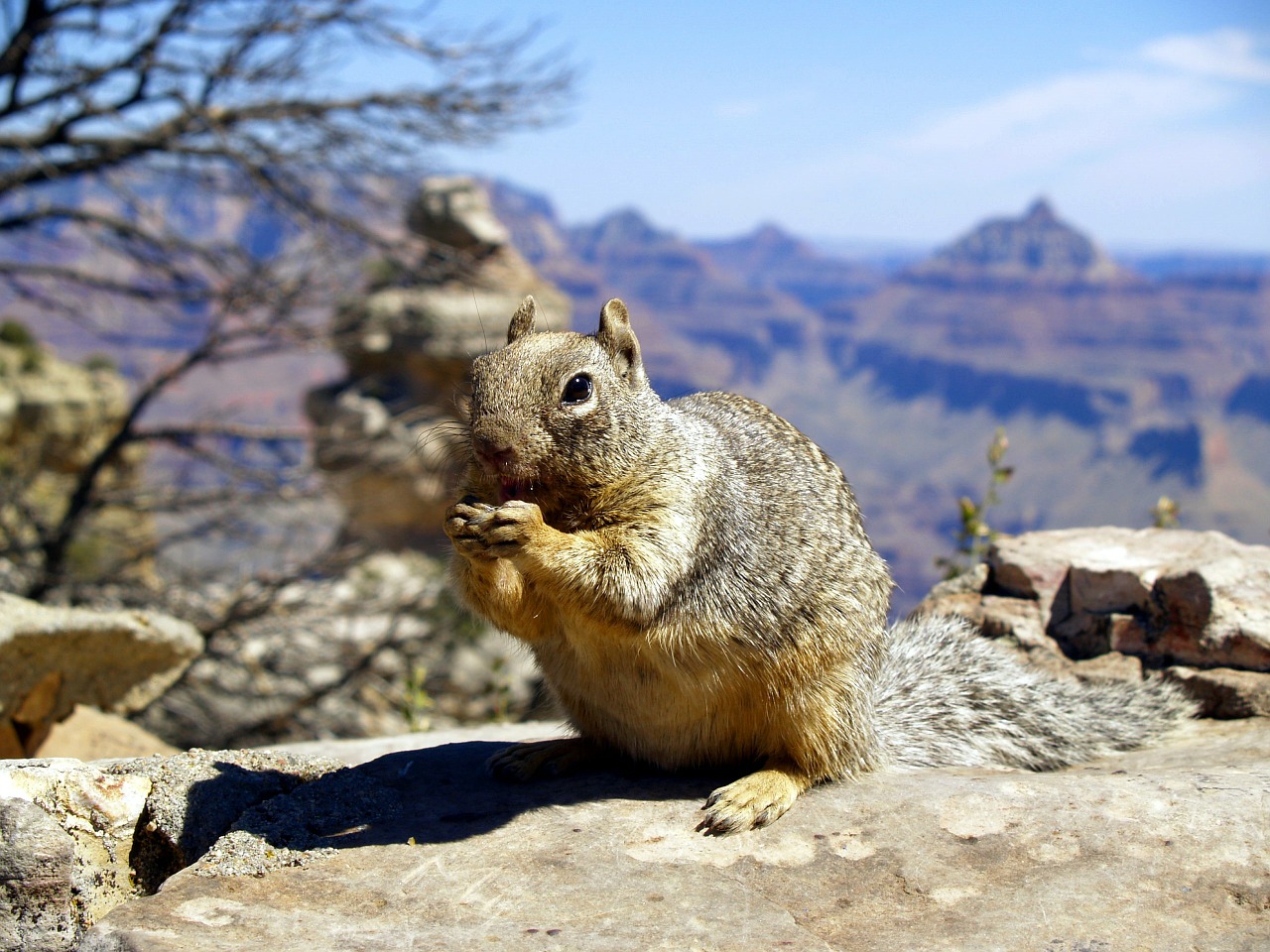 uno scoiattolo al Grand Canyon