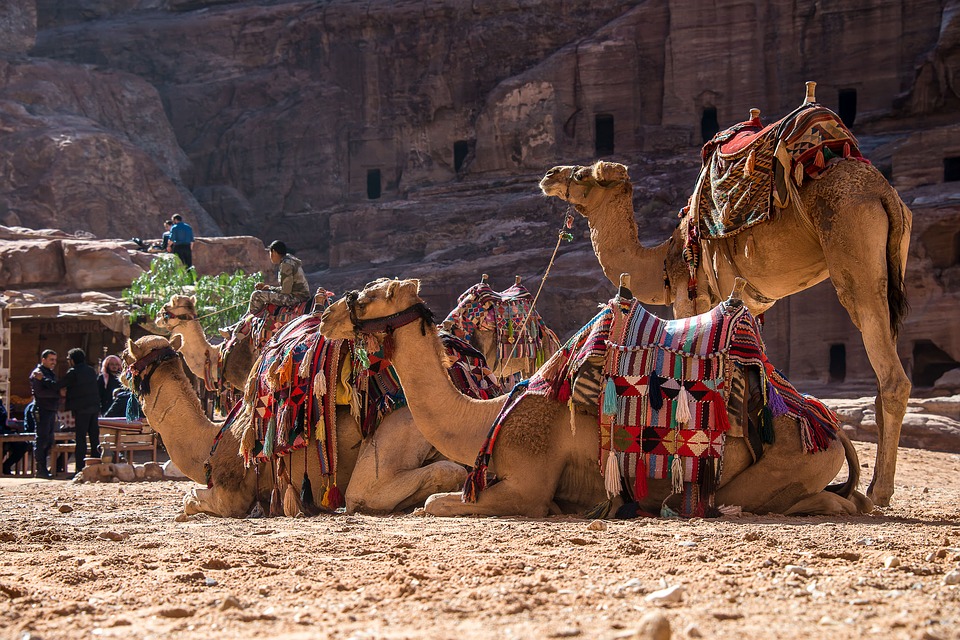 cammelli alla città perduta di Petra