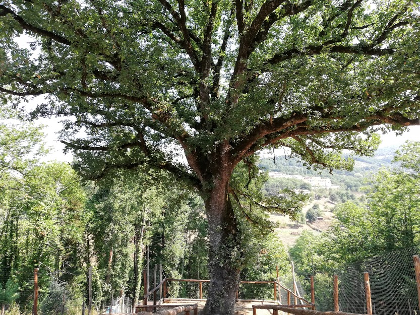 casa sull’albero Calabria-quercia