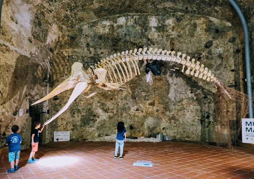 un capodoglio al museo del mare di Milazzo
