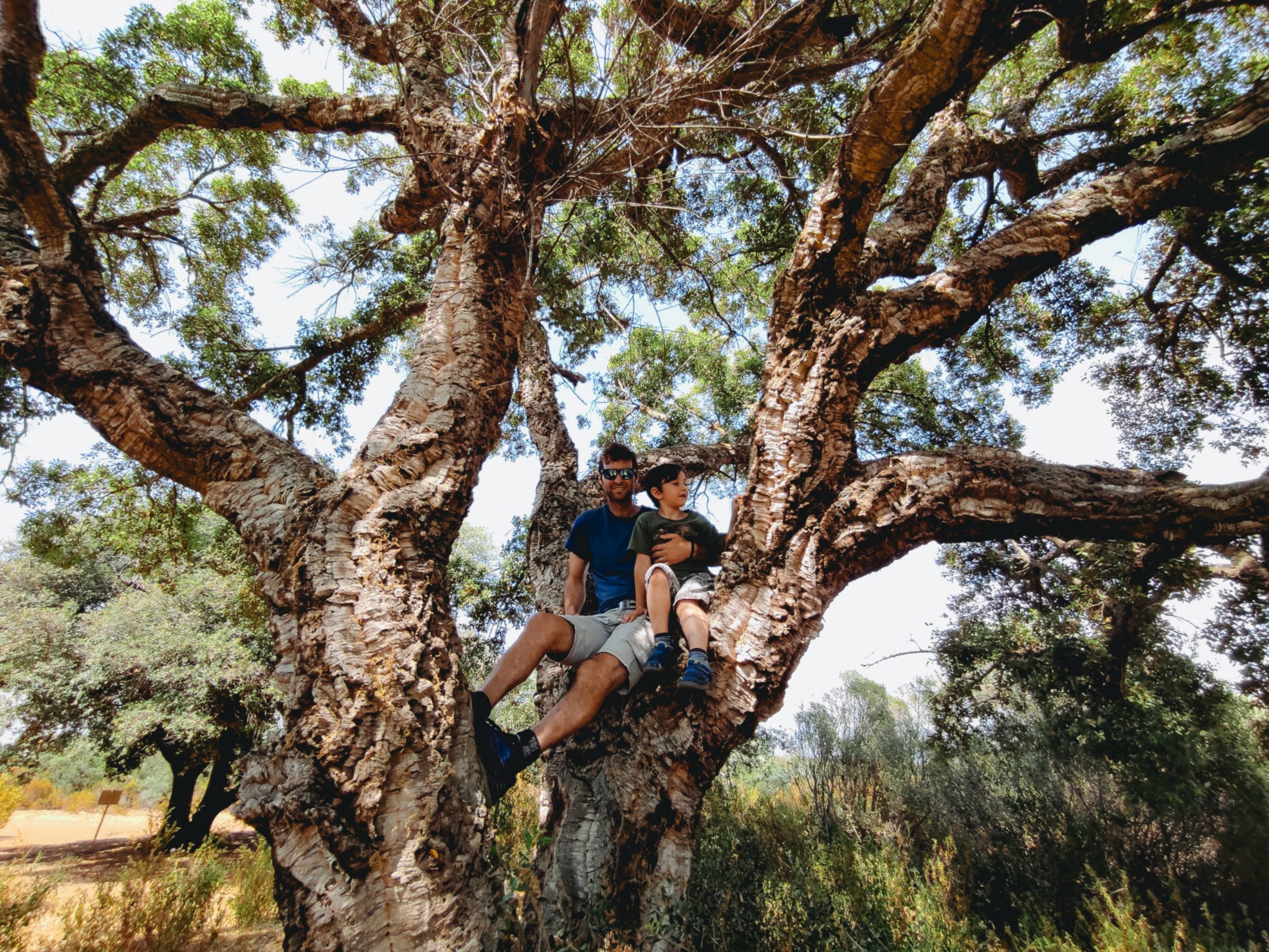 papà e figlio su un albero di sughero